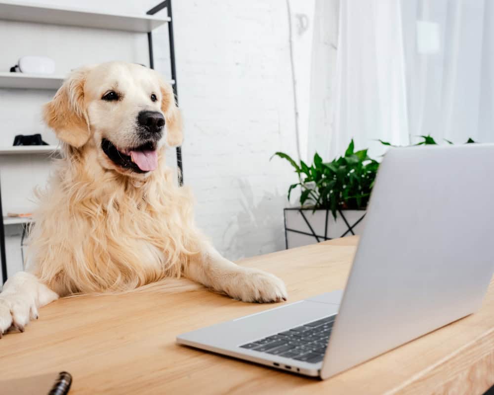 Golden Retriever Dog at Laptop